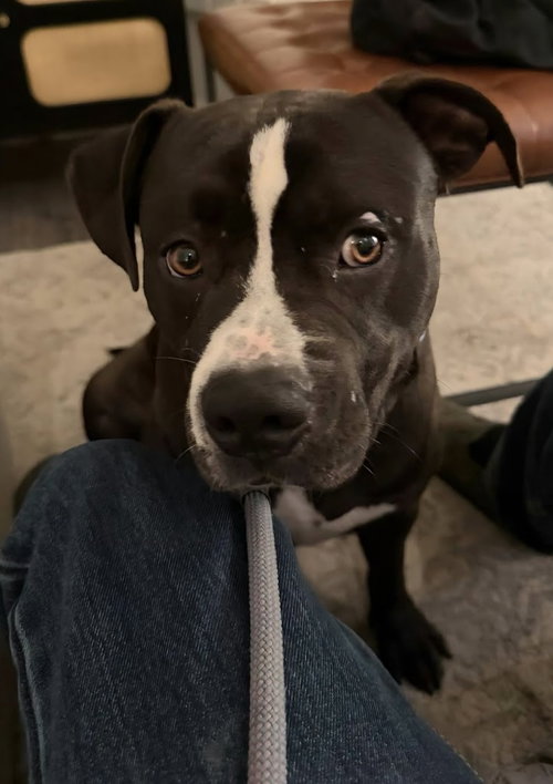 TAURUS - ADOPT ME! - American Staffordshire Terrier available for adoption