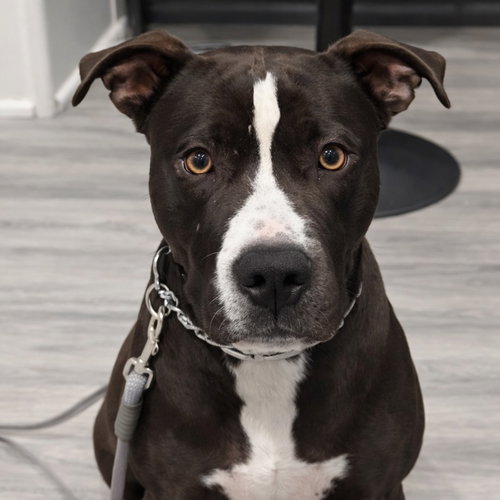 TAURUS - ADOPT ME! - American Staffordshire Terrier available for adoption
