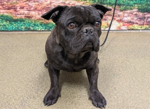 JACOB - FOSTER OR ADOPT ME! - French Bulldog available for adoption