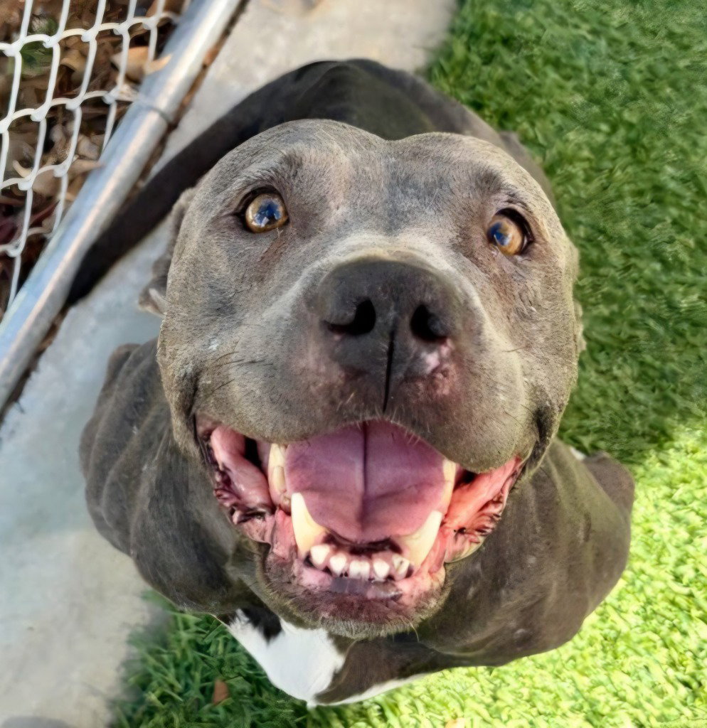 Pit Bull