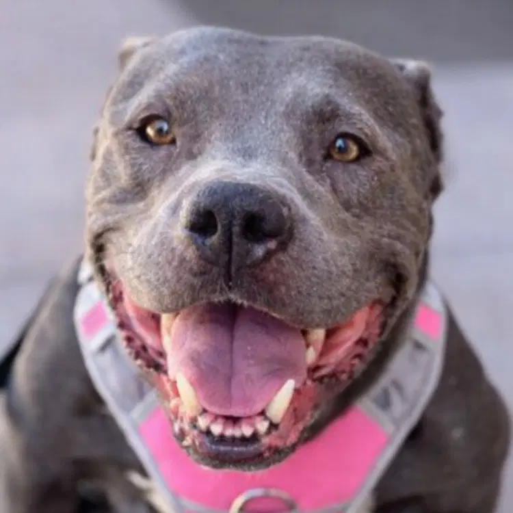 Bunny - Adopt Me - American Staffordshire Terrier