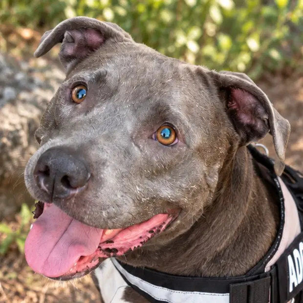 Bunny - Adopt Me - American Staffordshire Terrier
