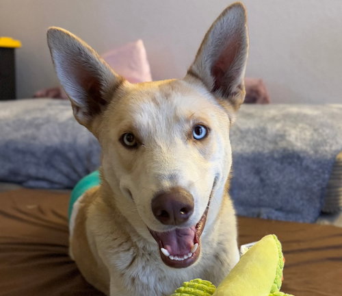 Polar - Courtesy Post - Adopt Me!, an adoptable Husky in Lake Forest, CA