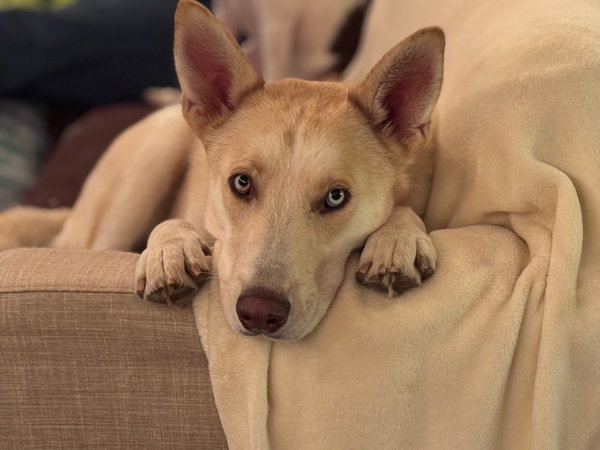 Polar - Courtesy Post - Adopt Me!
