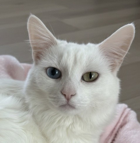 Chowder-Foster or Adopt Me Image