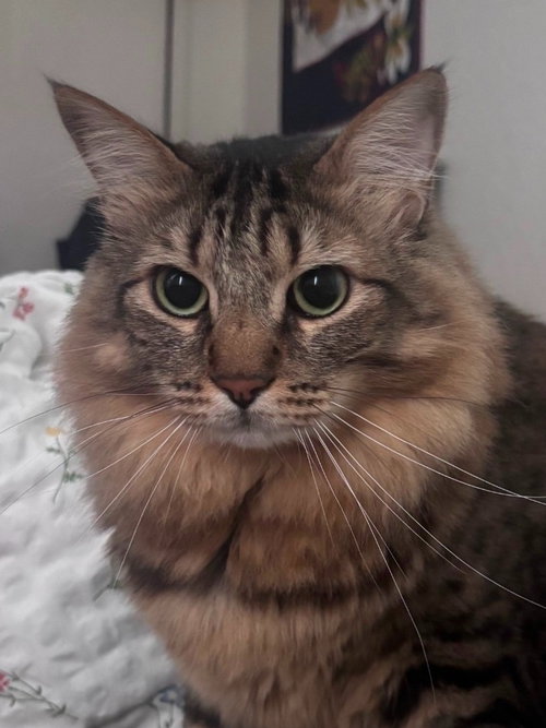 Stewart - Foster or Adopt Me