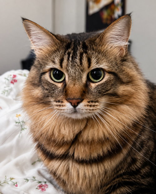 Stewart - Adopt Me, a cat for adoption from The Little Red Dog, Inc