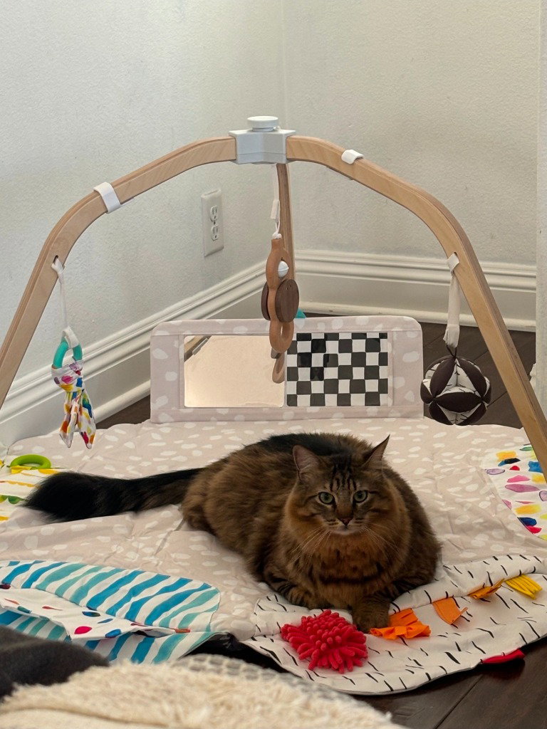 Stewart - Adopt Me, photo 3
