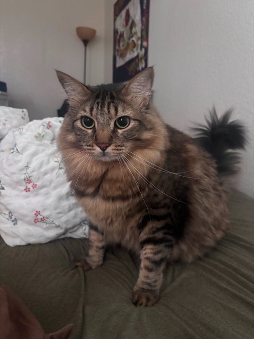 Photo 4 of Stewart - Adopt Me