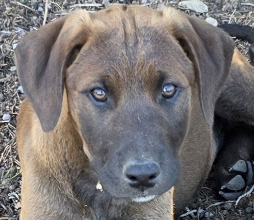 Titan (courtesy Post) Adopt Me