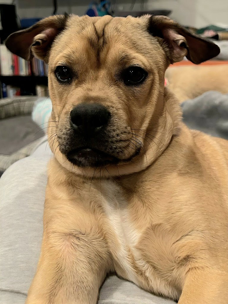 French Bulldog