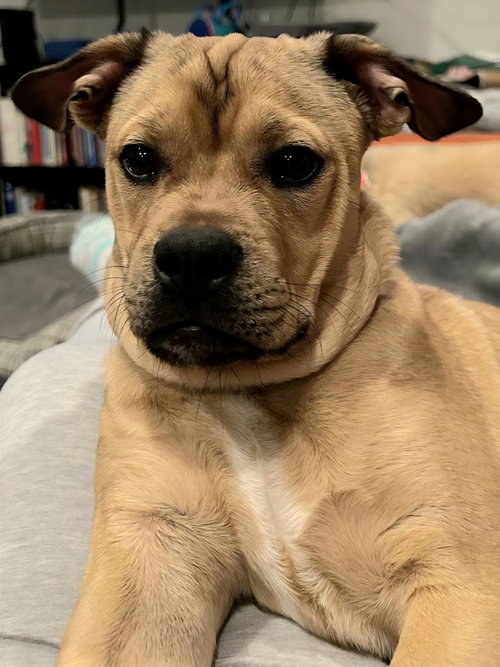 Geo - Adopt Me!, an adoptable French Bulldog in Lake Forest, CA