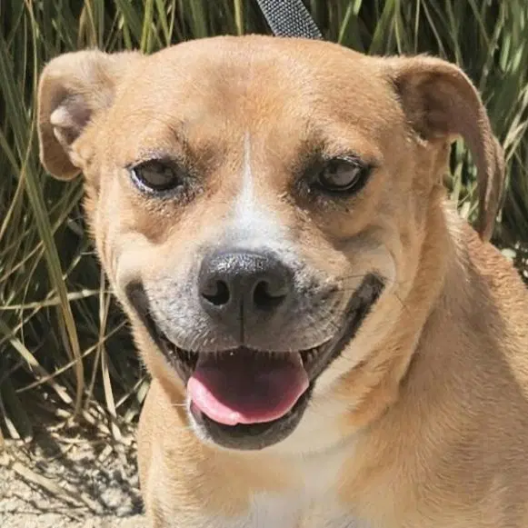 Mia Courtesy Post Foster Or Adopt Me - Shepherd
