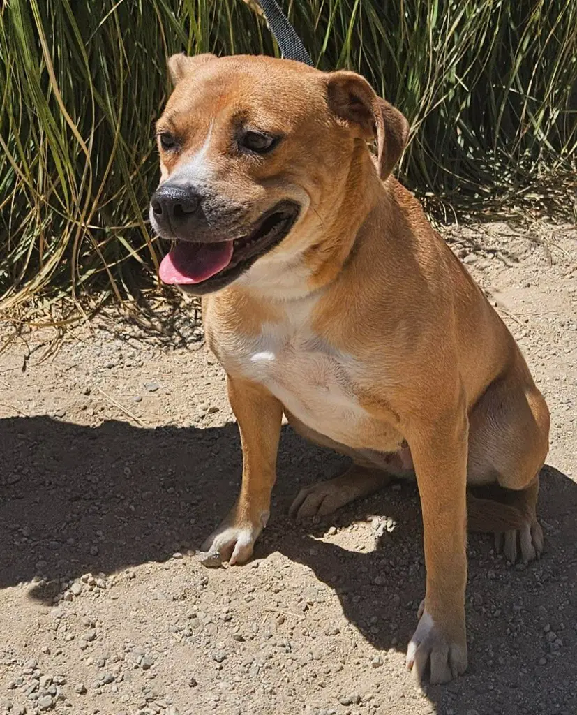 Mia Courtesy Post Foster Or Adopt Me image 2