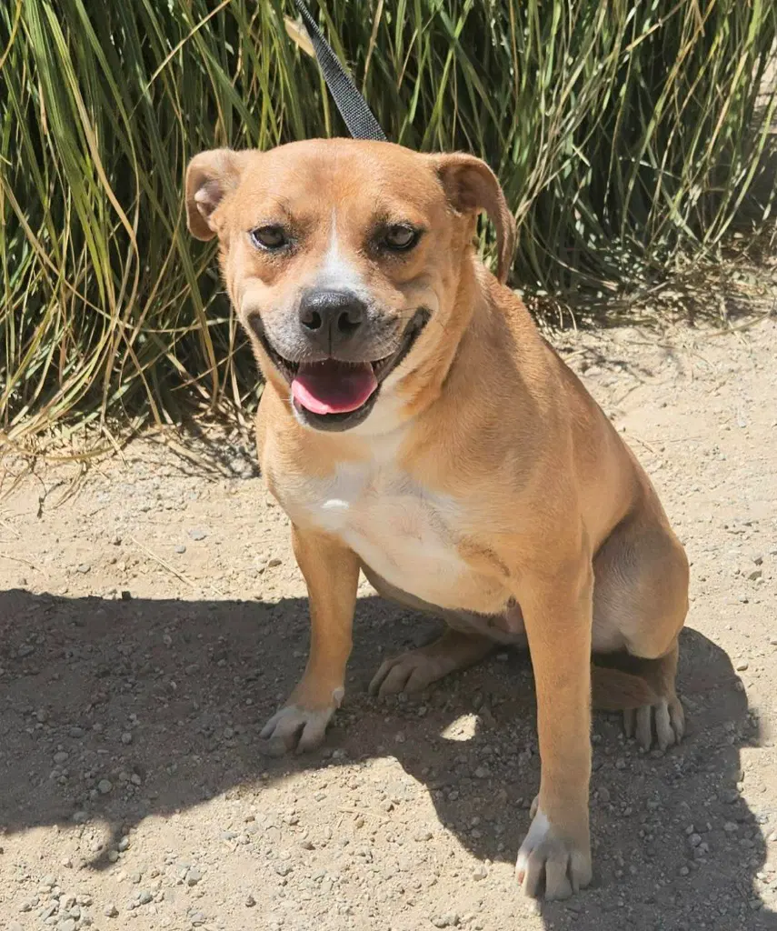 Mia Courtesy Post Foster Or Adopt Me image 3