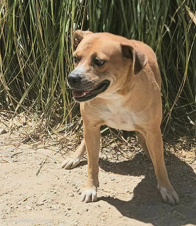 Mia Courtesy Post Foster Or Adopt Me image 4