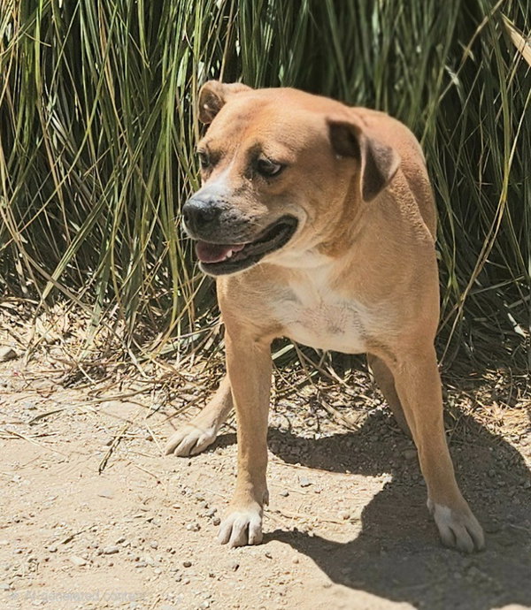 Mia (Courtesy Post) Foster or Adopt Me!