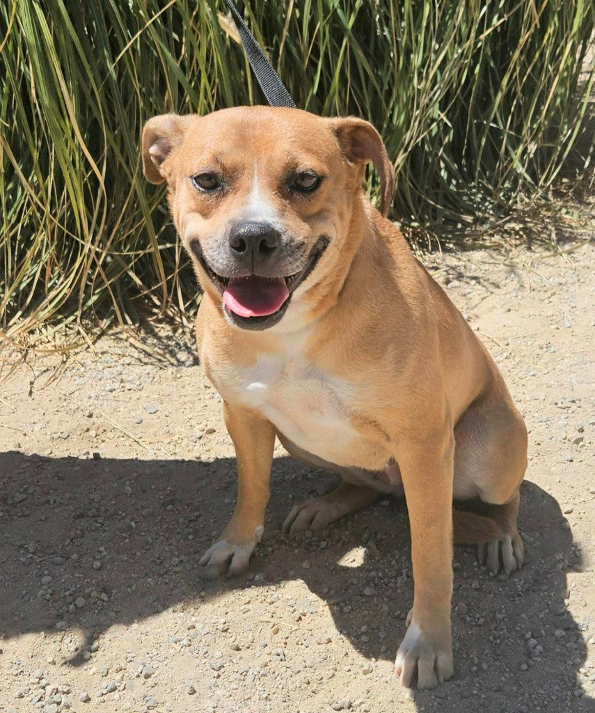Mia (Courtesy Post) Foster or Adopt Me!, photo 4