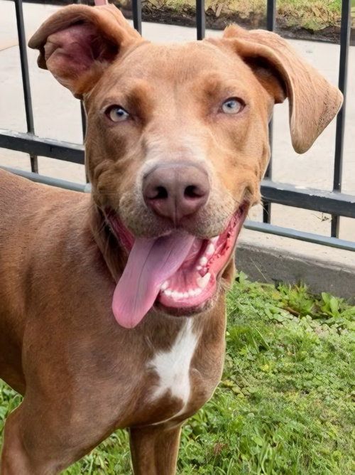 Coconut - Foster or Adopt Me!, an adoptable Weimaraner in Lake Forest, CA