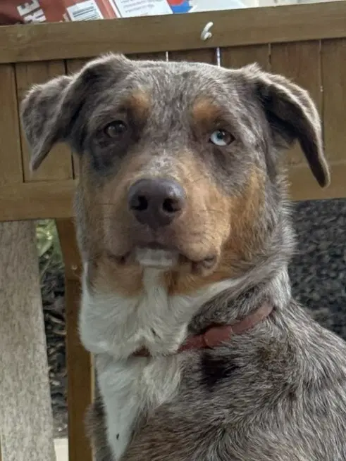 Ava Courtesy Post - Australian Shepherd