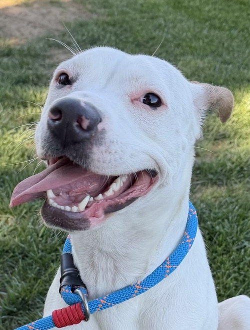 picture of the dog needing adoption