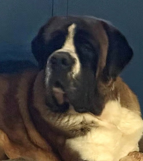 Tucker - (Courtesy Post) Adopt Me!, an adoptable Saint Bernard in Lake Forest, CA