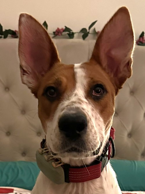 Xena (Courtesy Post) Adopt Me!, an adoptable German Shepherd Dog in Lake Forest, CA