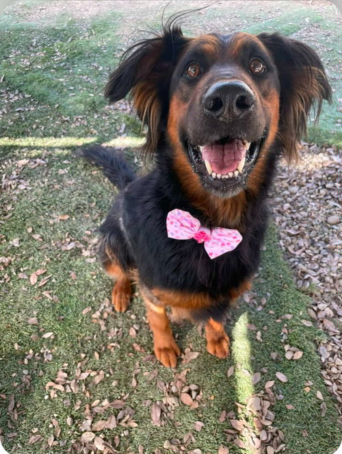 Daisy Ann - Adopt Me!, an adoptable German Shepherd Dog in Lake Forest, CA