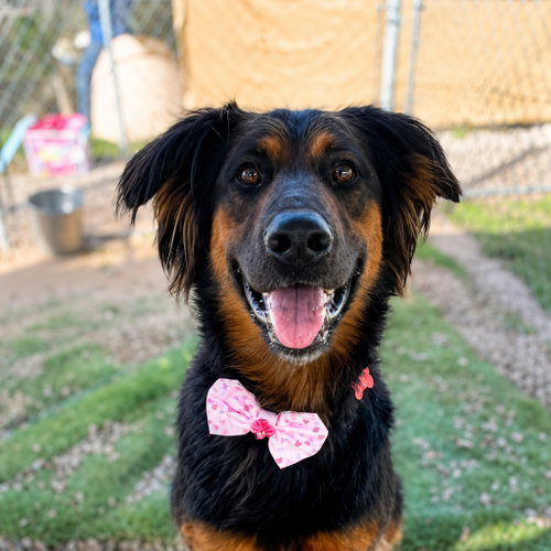 Daisy Ann - Adopt Me