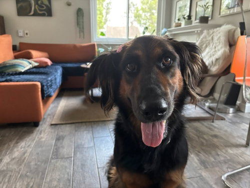 Daisy Ann - Adopt Me photo 2