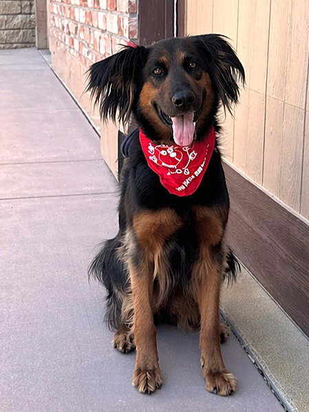 Daisy Ann - Adopt Me photo 3