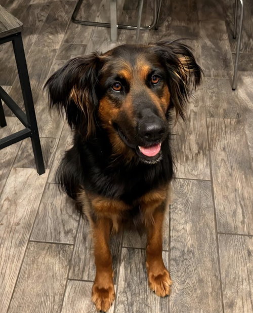 Daisy Ann - Adopt Me photo 4