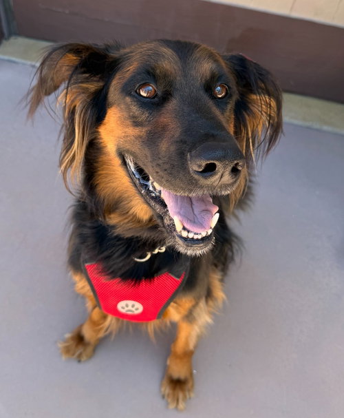 Daisy Ann - Adopt Me!, an adoptable German Shepherd Dog in Lake Forest, CA
