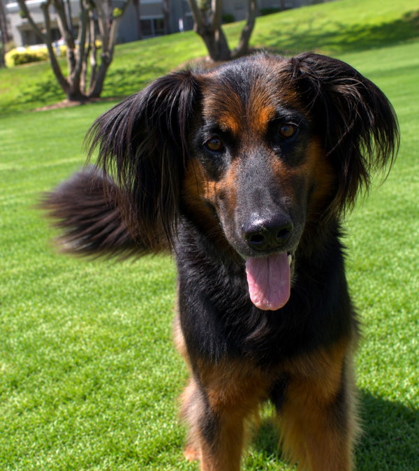 Daisy Ann - Adopt Me!
