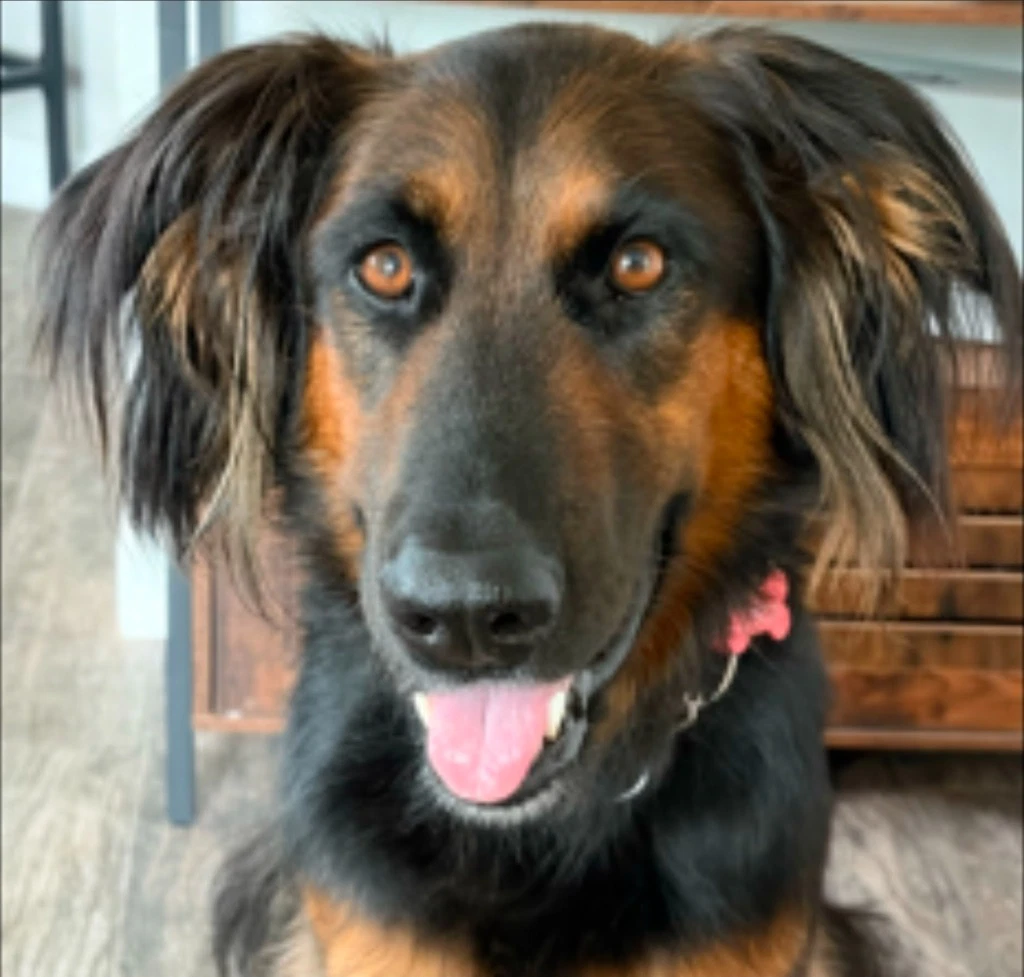Daisy Ann - Adopt Me