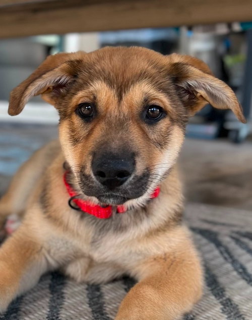 Tango - Adopt Me!, an adoptable Cattle Dog in Lake Forest, CA
