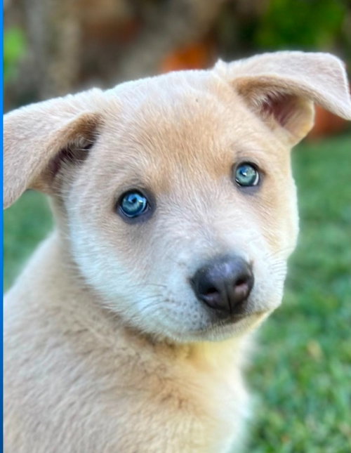 Tater -  Adopt Me!, an adoptable Cattle Dog in Lake Forest, CA