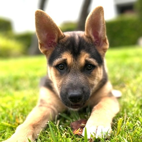 Tobie - Adopt Me!, an adoptable Cattle Dog in Lake Forest, CA