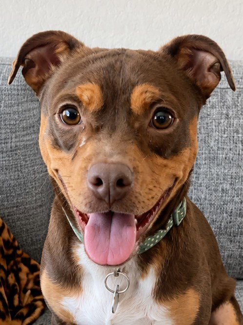 Pita - Adopt Me!, an adoptable Chihuahua in Lake Forest, CA
