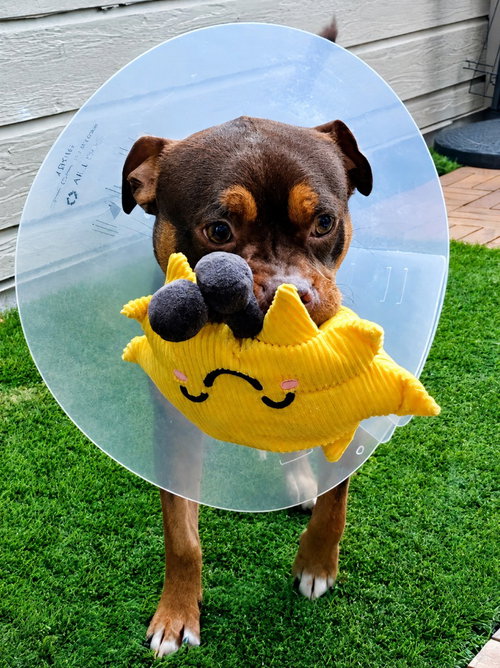 Pita - Adopt Me photo 2