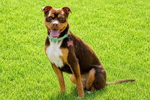 Pita - Adopt Me photo 4