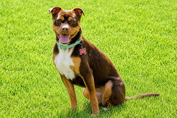 Pita - Adopt Me!