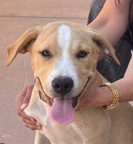 Oakley-CP-Foster or Adopt Me!, an adoptable Beagle in Lake Forest, CA