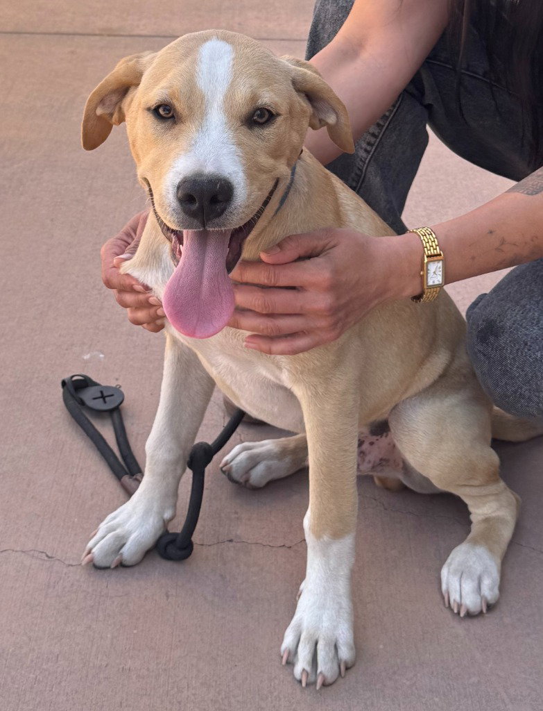 Oakley-CP-Foster or Adopt Me!