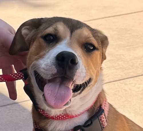 Ella-CP-Foster or Adopt Me!, an adoptable Beagle in Lake Forest, CA