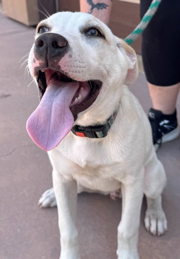 Island-CP-Foster or Adopt Me!