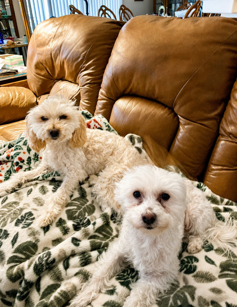 Sugar and Spice - (Bonded Courtesy Post)
