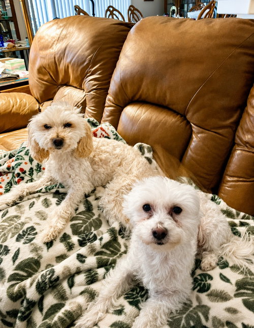 Sugar and Spice - (Bonded Courtesy Post), an adoptable Maltese in Lake Forest, CA