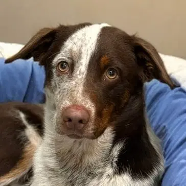 Cowboy Cp - Adopt Me - Australian Shepherd