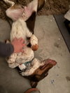 Cowboy (CP) - Adopt Me! - Photo 3
